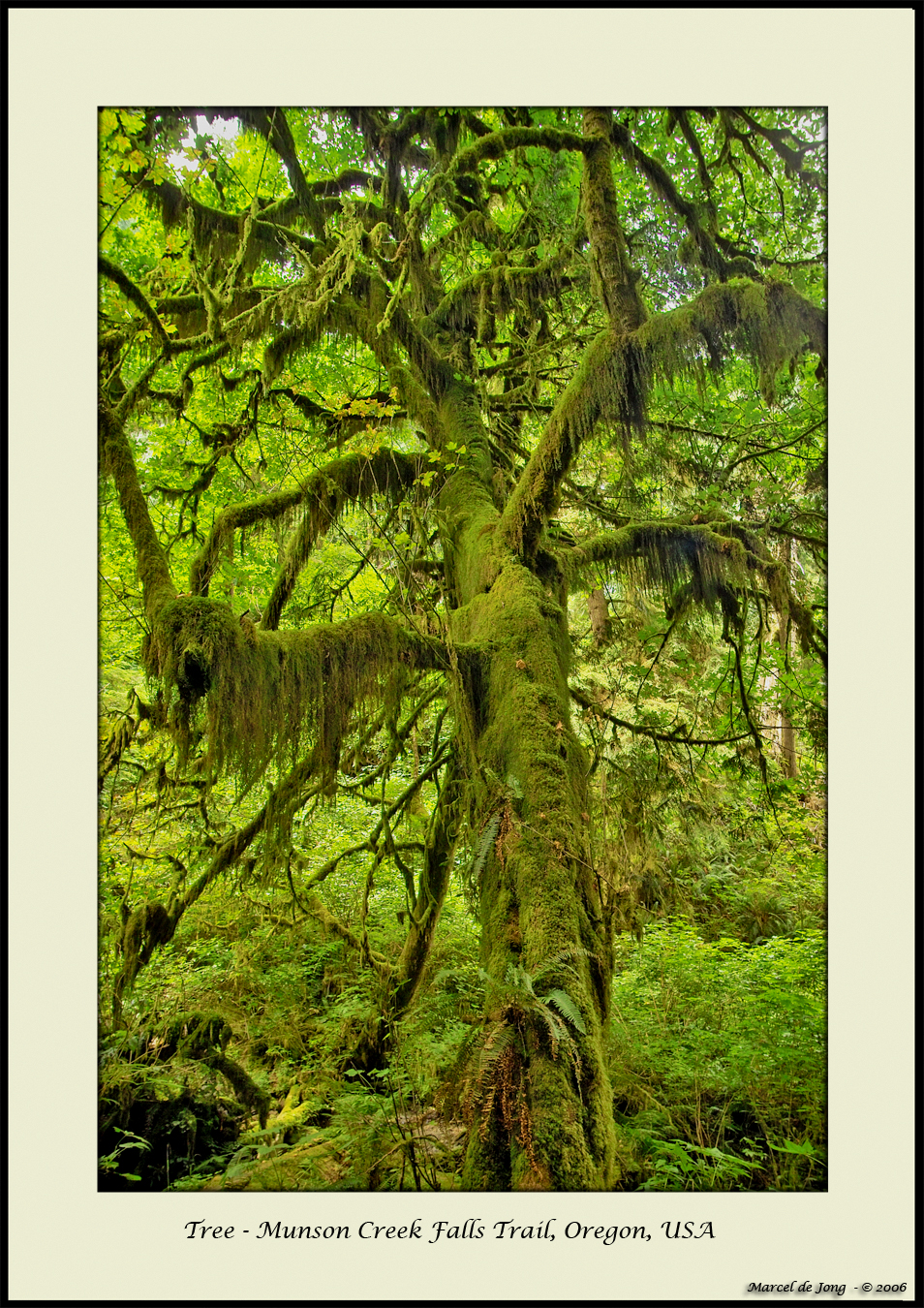 Munson  Creek Falls Trail