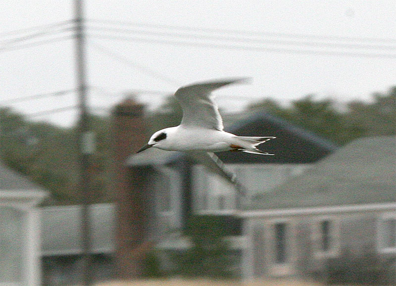 Forsters Tern