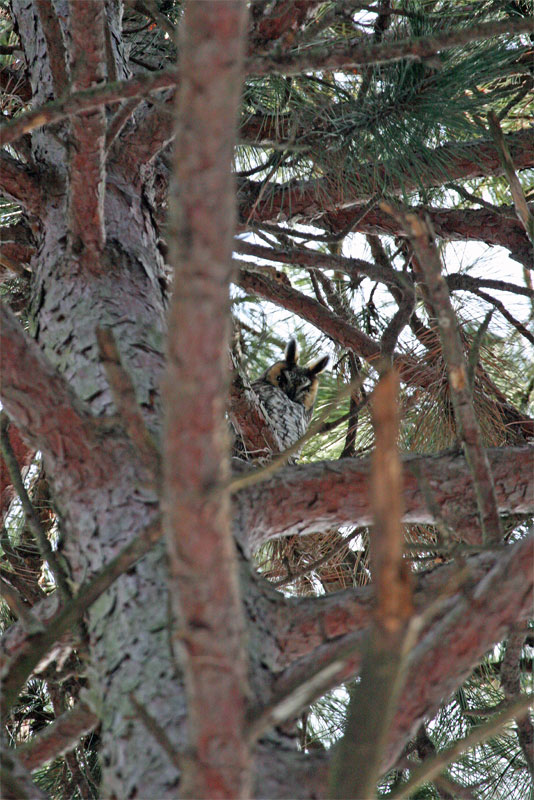 One of two individuals reported in the area.