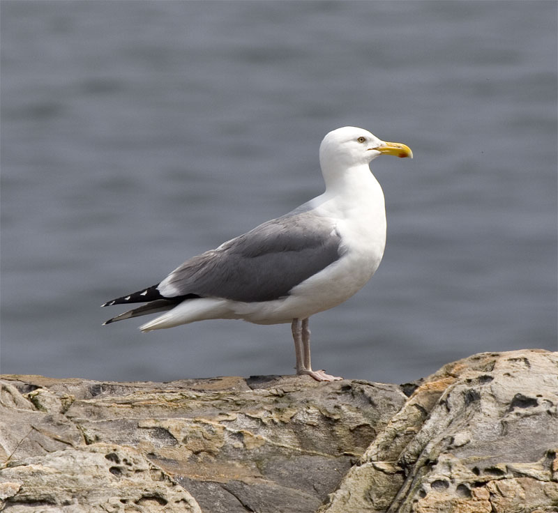 Herring Gull, Rye, NH, June