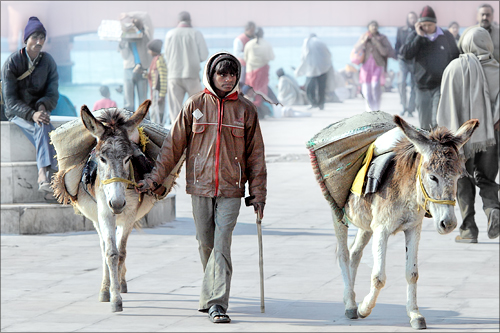 The boy and his donkeys