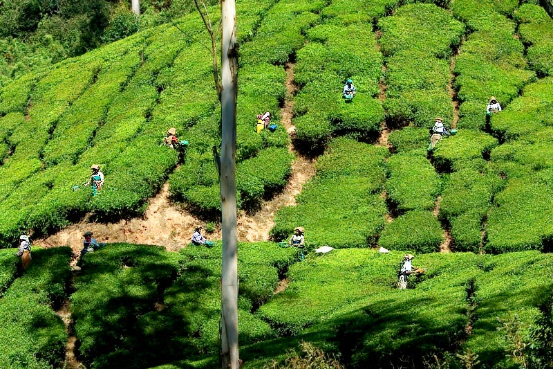The harvest of your daily tea.