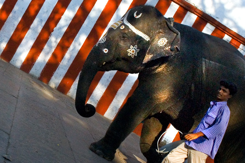 The money-phant