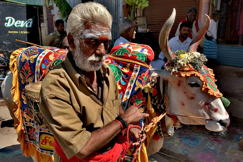 Sivas bull