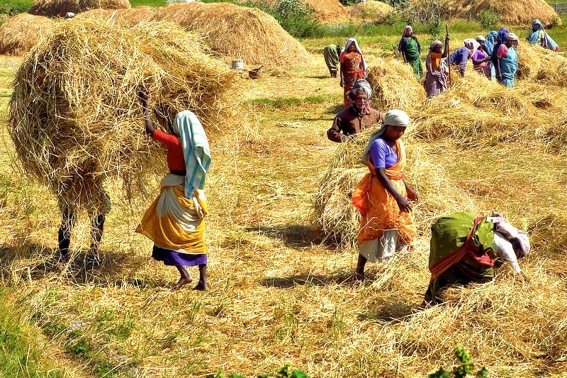 Make hay while the sun shines ...