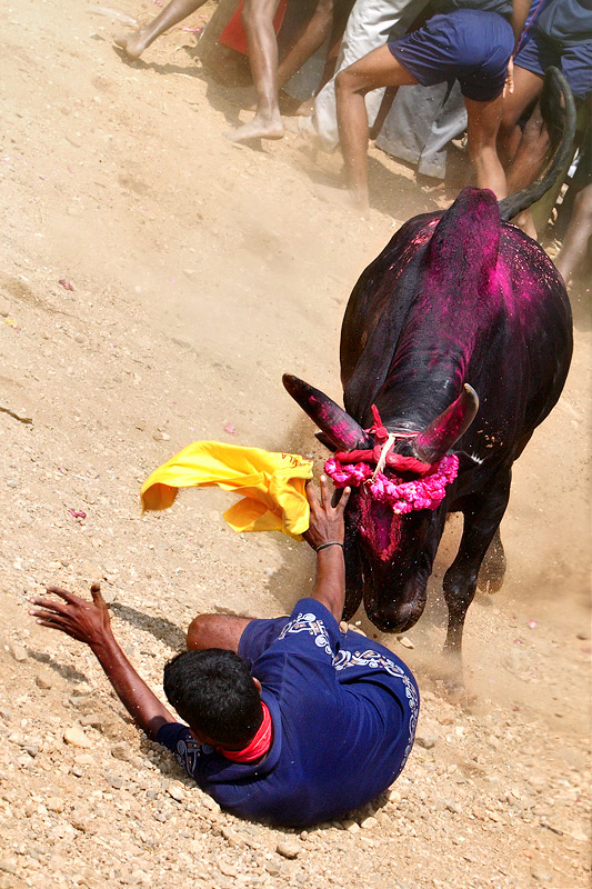 Man to Animal