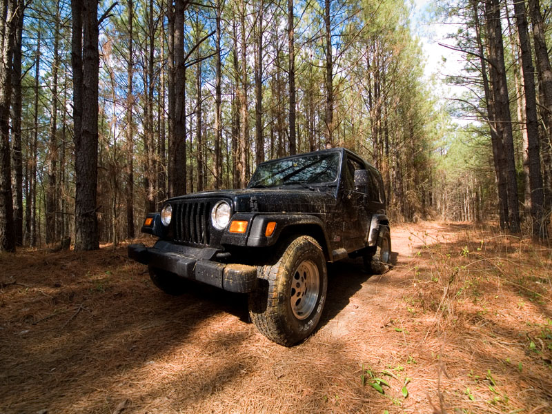 Logging Road