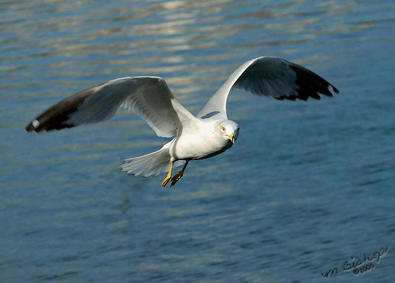Gull flight.
