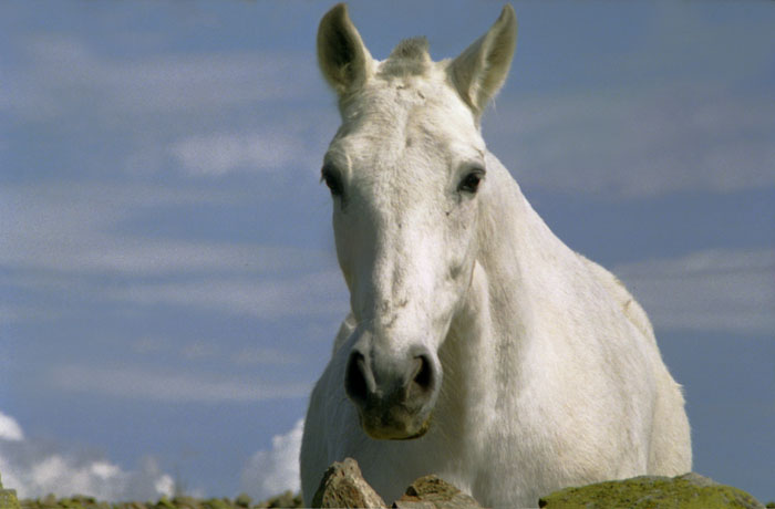 caballo blanco