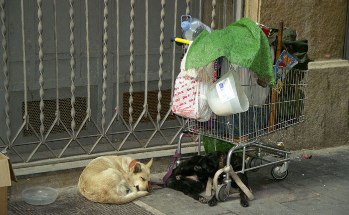 perros de la calle