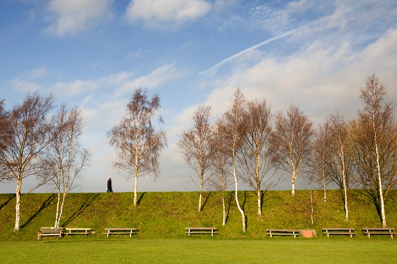 Birch stand