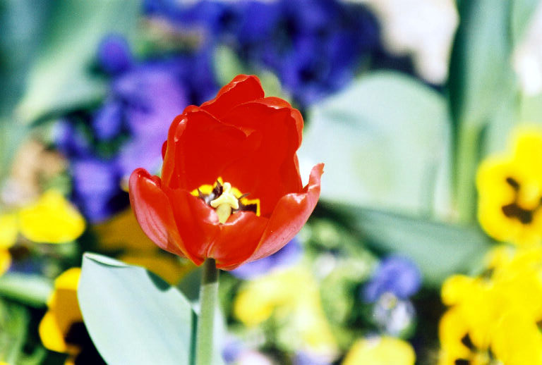 Red Tulip