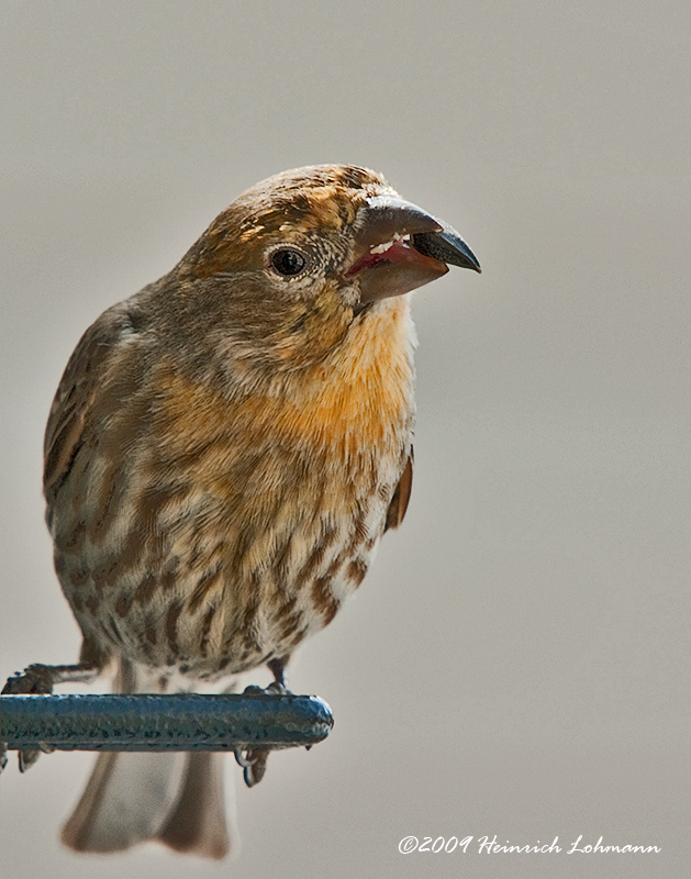 IGP5818-House Finch male.jpg
