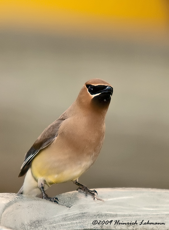 K210165-Cedar Waxwing.jpg