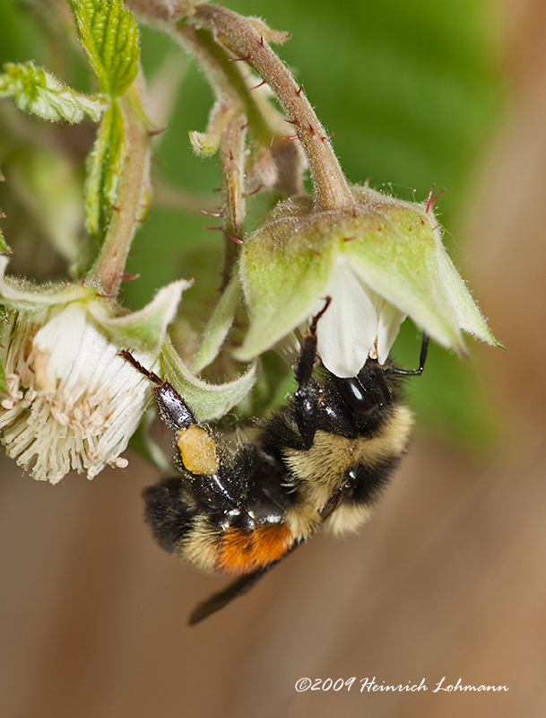 K210315-Red-tailed Bumble Bee.jpg