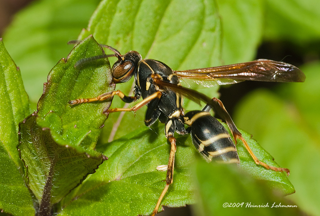 K203543-Paper Wasp.jpg