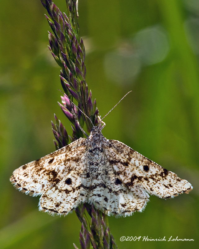 K208289-Unidentified Moth.jpg