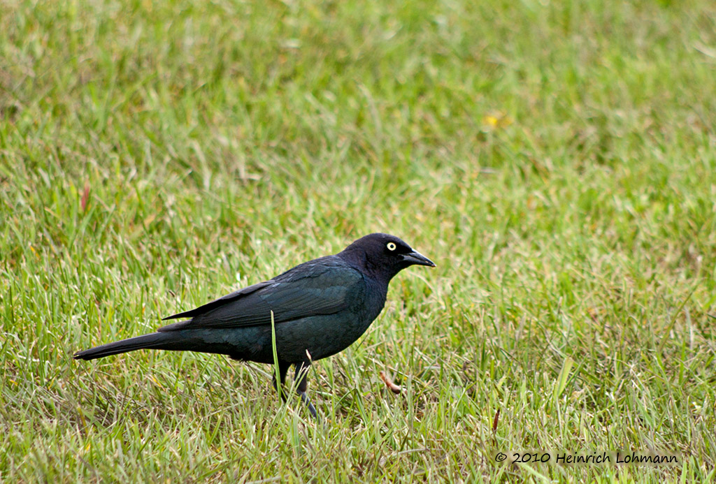 K223271-Common Grackle.jpg