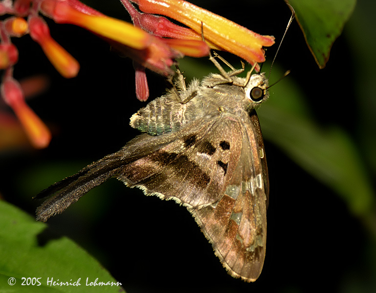 7240-Long-tailed Skipper.jpg