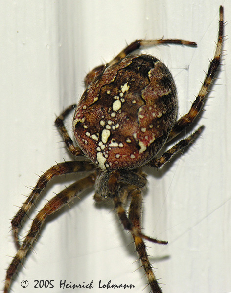 DSCN5858-web.jpg