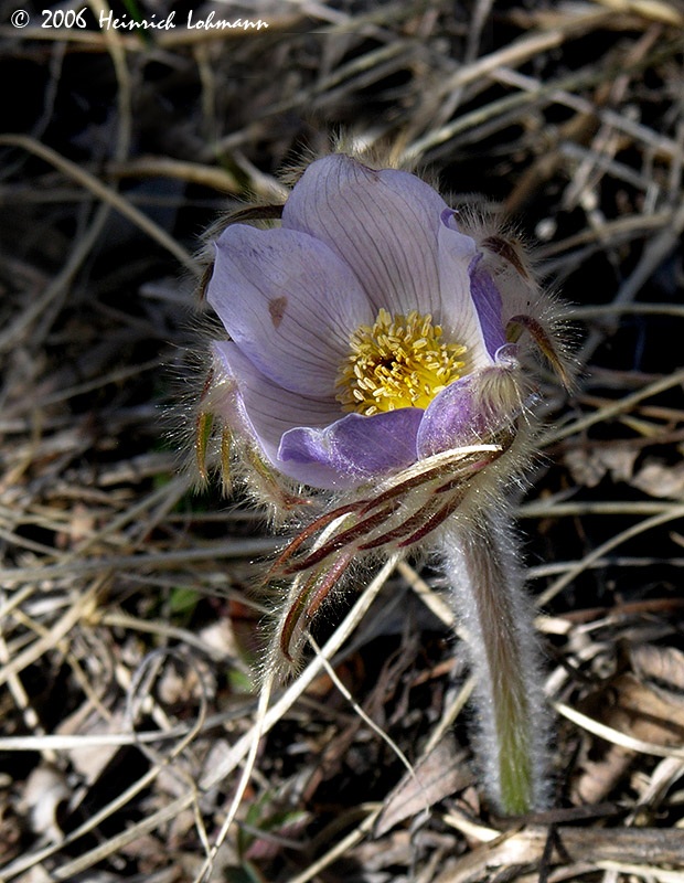 0852-crocus.jpg