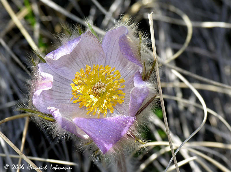 0881-crocus.jpg