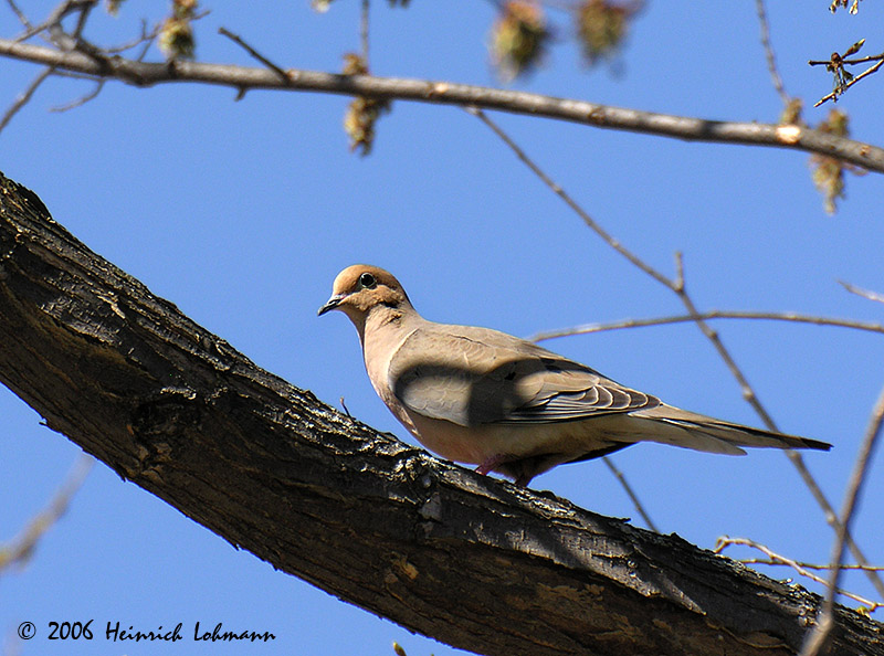 0334-Mourning Dove.jpg