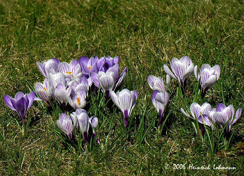 9940-crocuses.jpg
