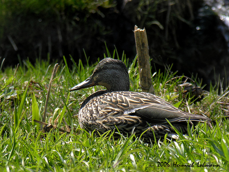 DSCN5002-web.jpg