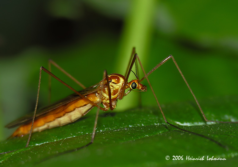 9730-crane-fly.jpg