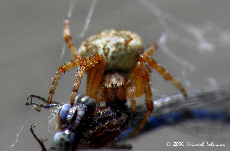 9829-web.jpg