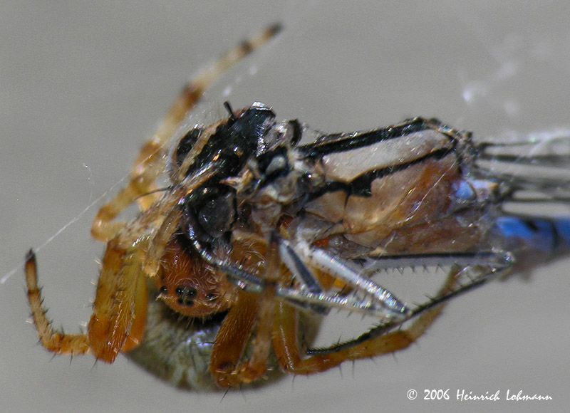 9855-web.jpg
