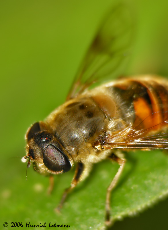 2886-drone-fly.jpg