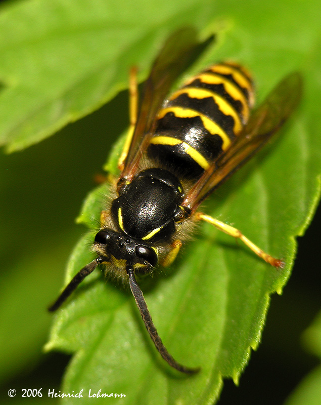 3223-sandhills hornet.jpg