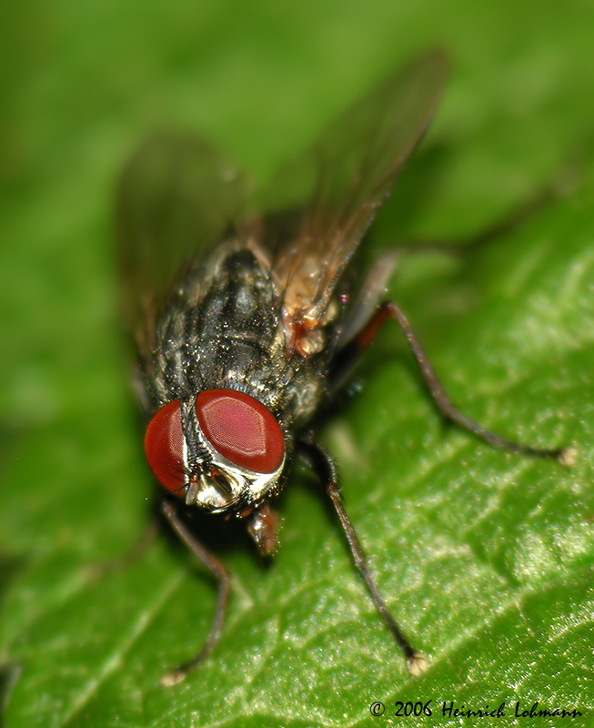 3278-flesh fly.jpg