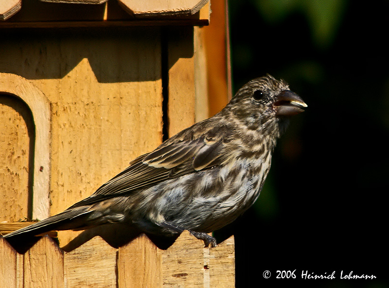 P0367-house finch.jpg