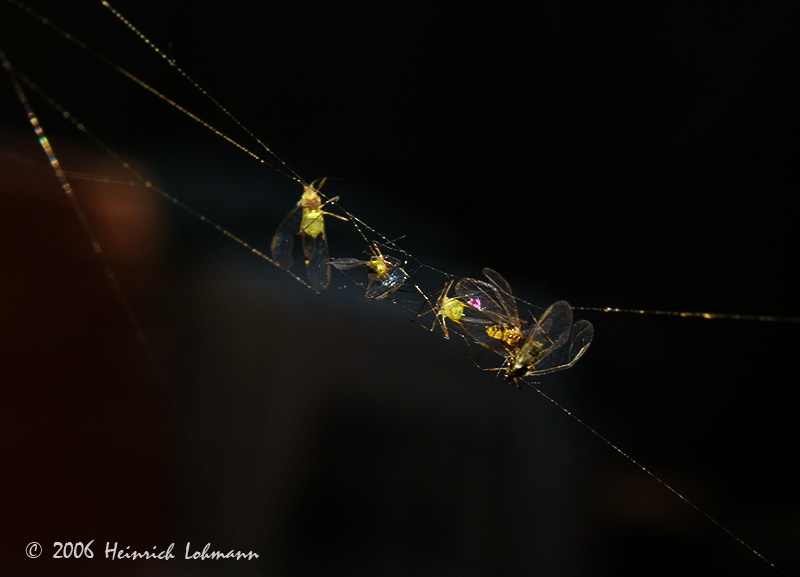 P0477-web.jpg