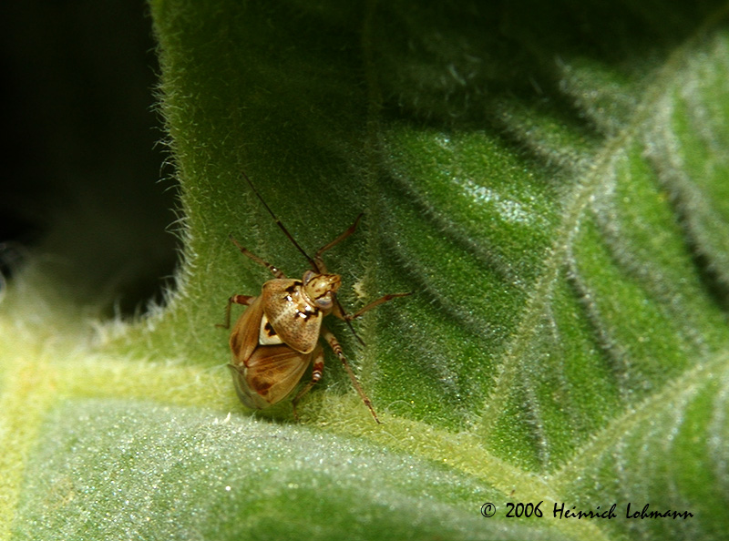 P0499-tarnished plant bug.jpg