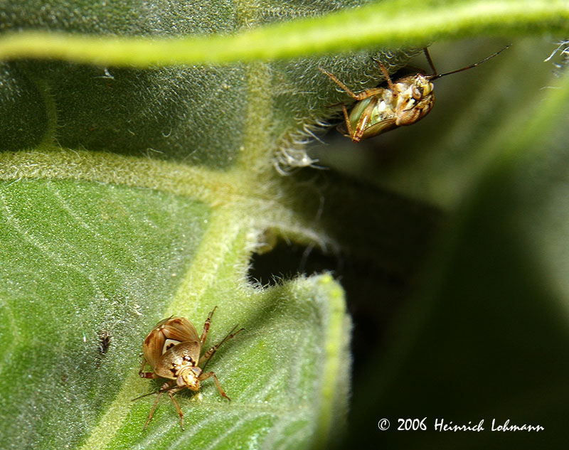 P0501-tarnished plant bug.jpg