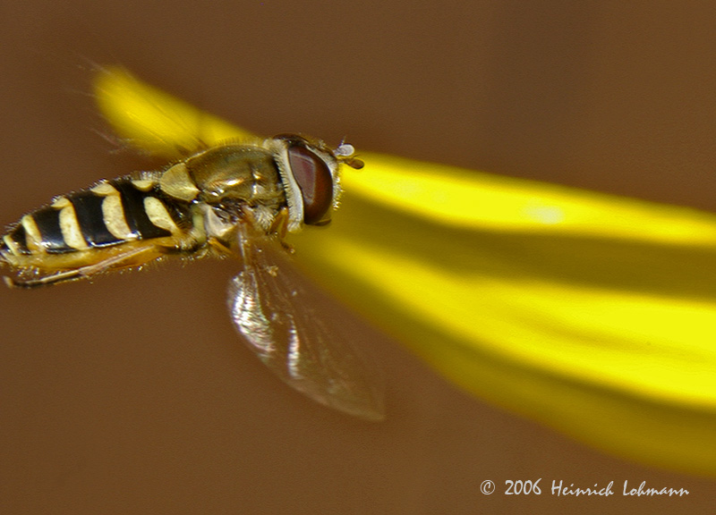 _P0694-american hoverfly.jpg