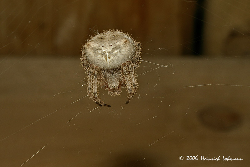 P1569-Orb Weaver.jpg