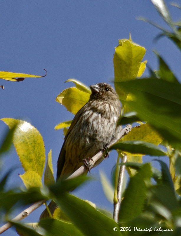 P1685-house finch.jpg