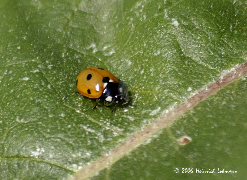 P1702-lady bug.jpg