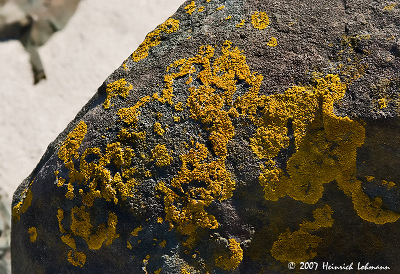 P6591-Maine-Lichen.jpg