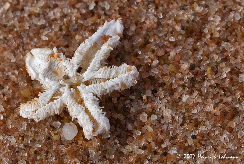 P8623-Starfish.jpg