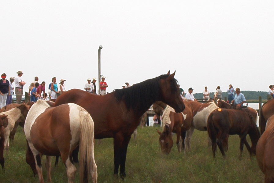 This is a typical scene. The stallions were always keeping guard, watching everything.jpg