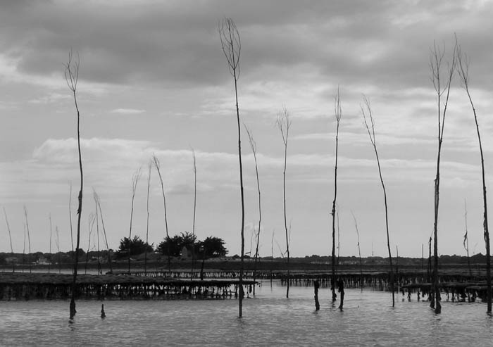 Mare basse