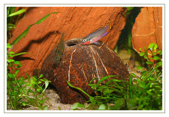 Pelvicachromis taeniatus, male