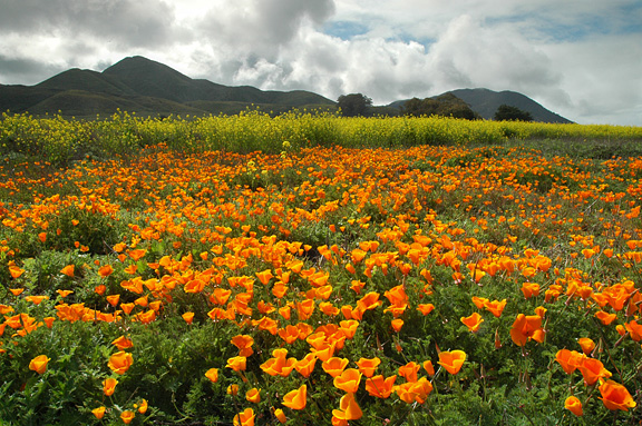 Meadow Poppies