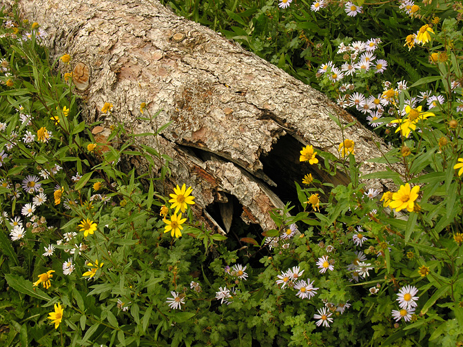 Late Summer Bloom